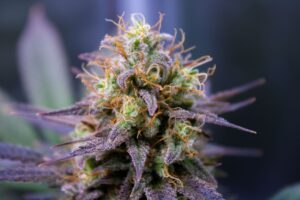 Closeup of a cannabis (or "marijuana") flower with purple leaves.
