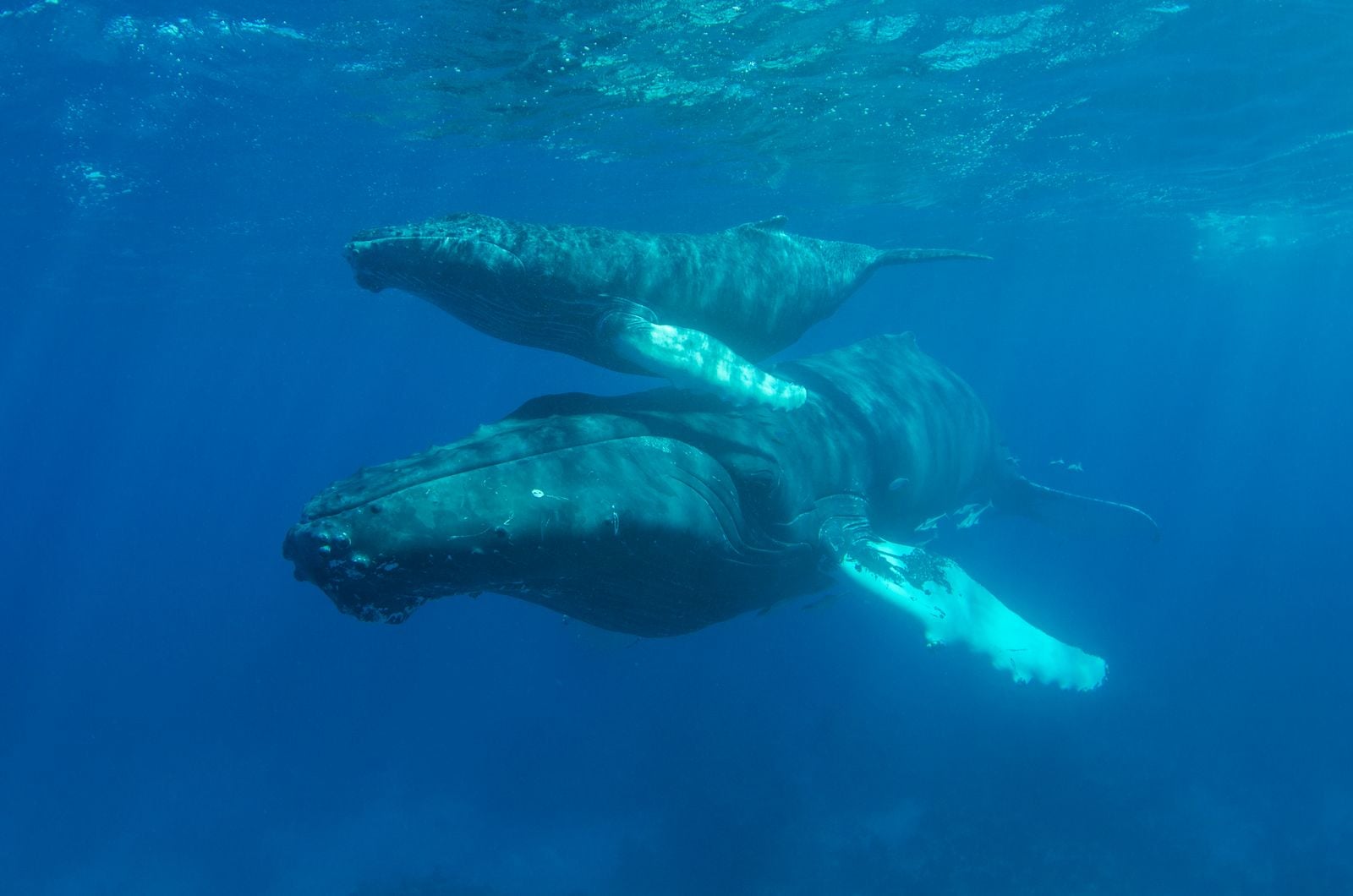 sperm whale pod ocean